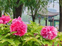 -莲花池公园