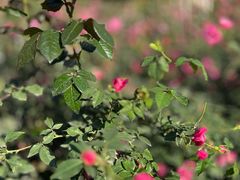 -人民公园(罗湖区)