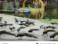 -西双版纳原始森林公园