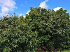 -大屏嶂森林公园