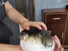 -鲐赏河豚(长寿店)