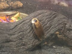 -上海大自然野生昆虫馆(东方明珠·爬宠昆虫探索中心)