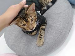 -糯米喵星人·撸猫猫舍咖啡馆(西市场嘉华店)