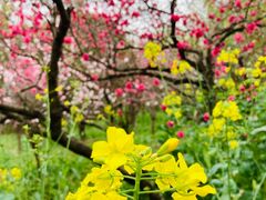 -南汇桃花村
