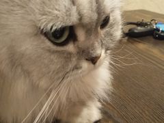 -猫友咖啡店(玉林西路店)