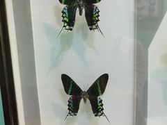 -上海昆虫博物馆