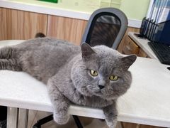 -瑞鹏宠物医院·猫科·宠保定点(梅溪湖分院)