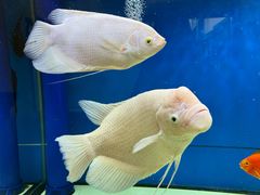 -宁海食府(大剧院店)