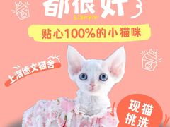 -70cat德文卷毛猫·缅因猫纯种猫舍