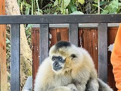 -普洱太阳河森林公园