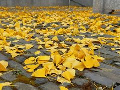 -上海青龙寺