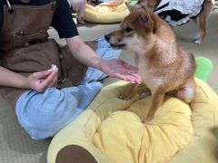 -逗柴咖啡屋·狗咖猫咖宠物桌游