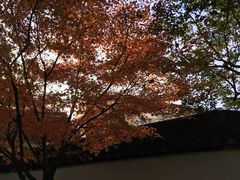 -上海醉白池公园