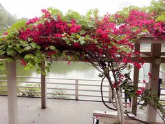 -百林公园-两江幸福广场