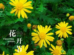 -广州市流溪河国家森林公园