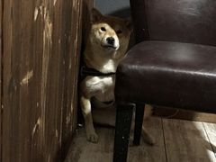 -百好乐宠物友好餐厅(朝外大街店)