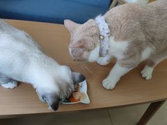 -鼓捣猫呢主题猫咖店