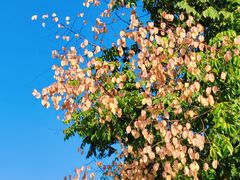 -汉长安城未央宫国家考古遗址公园