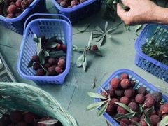 -西山樟坞健康果园枇杷杨梅采摘