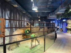 -酷嗒动物文化乐园(cutezoo西溪乐天城店)