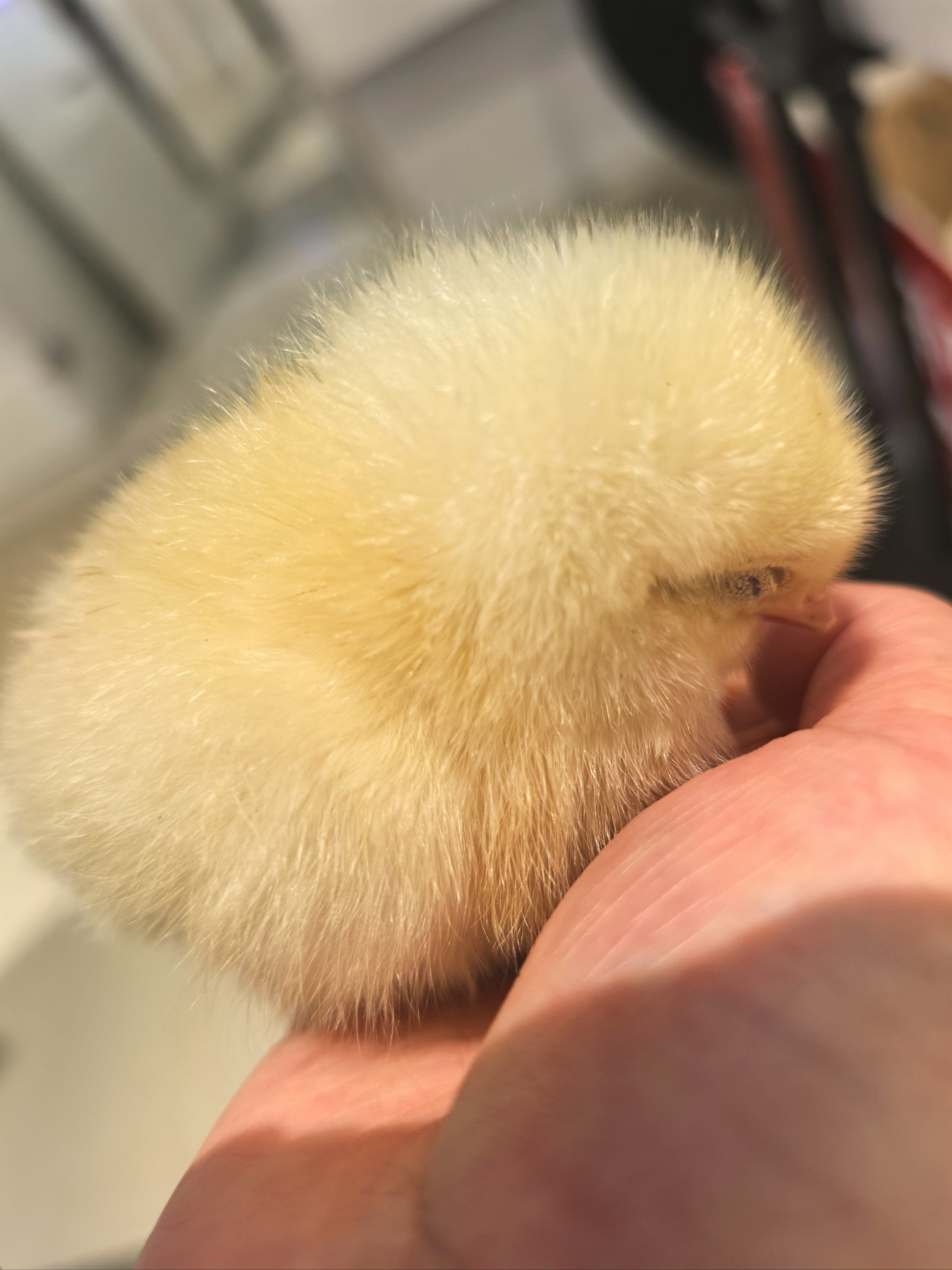 小鸡崽的日常萌