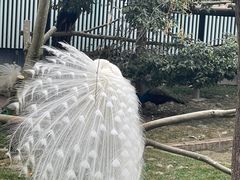 -成都动物园