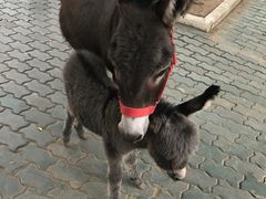 -清迈夜间动物园