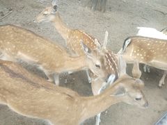 -西安秦岭野生动物园