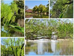 -上海共青森林公园