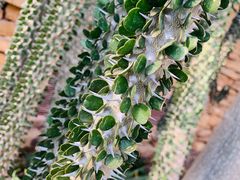 -北京植物园-展览温室