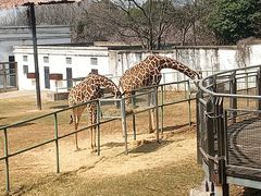 -合肥野生动物园