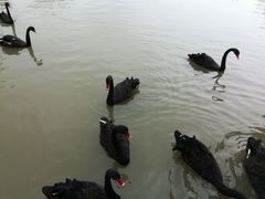 -长兴太湖图影湿地文化园