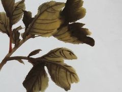 -八哥美术·成人美术画室(总校区)