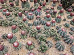 -深圳仙湖植物园