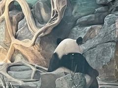-武汉动物园