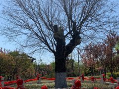 -东台西溪天仙缘景区