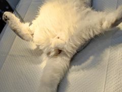 -佳雯宠物医院·皮肤科·内外科(春晓路分院)