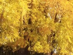 -四川大学(华西校区)