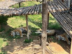 -西霞口神雕山野生动物世界