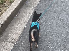 -艾吉宠物医院·疑难杂症转诊中心·猫友好(碧江路院)