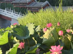 -西海子公园