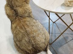 -猫房·猫吧·猫咖(龙湖时代汇店)