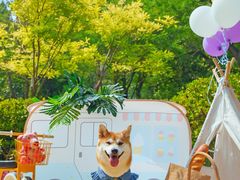 -超宠爱宠物摄影-Super pet