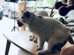 -平行世界·猫咖(首经贸店)