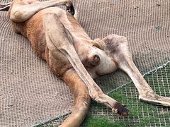 -西霞口神雕山野生动物世界