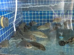 -千岛湖小鱼儿·淳安匠心农家菜