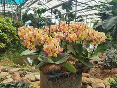 -石家庄市植物园