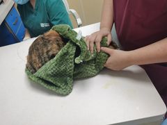 -宠颐生猫科·内科皮肤科(西平世纪城店)