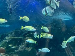 -上海海洋水族馆