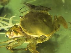 -辉记虾塘海鲜农庄